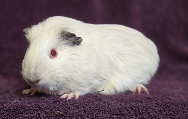 Enlarge Magnolia, a Adoptable mixed breed in Monterey, CA image 3/5