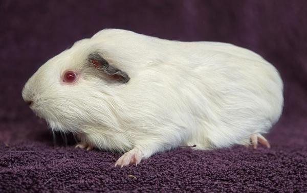 Enlarge Magnolia, a Adoptable mixed breed in Monterey, CA image 4/5