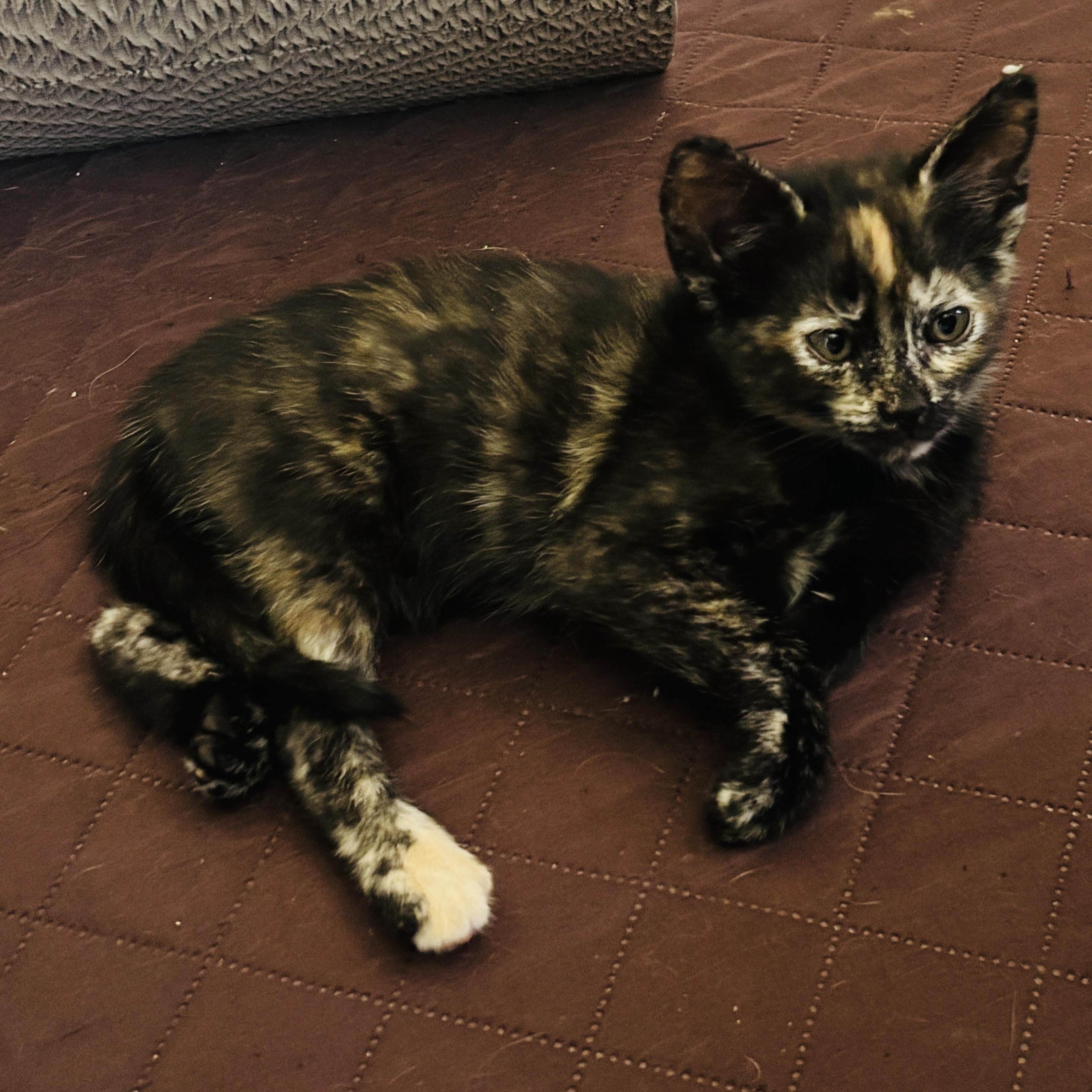 Monkey, an adopted Tortoiseshell in Pinole, CA image 4/4