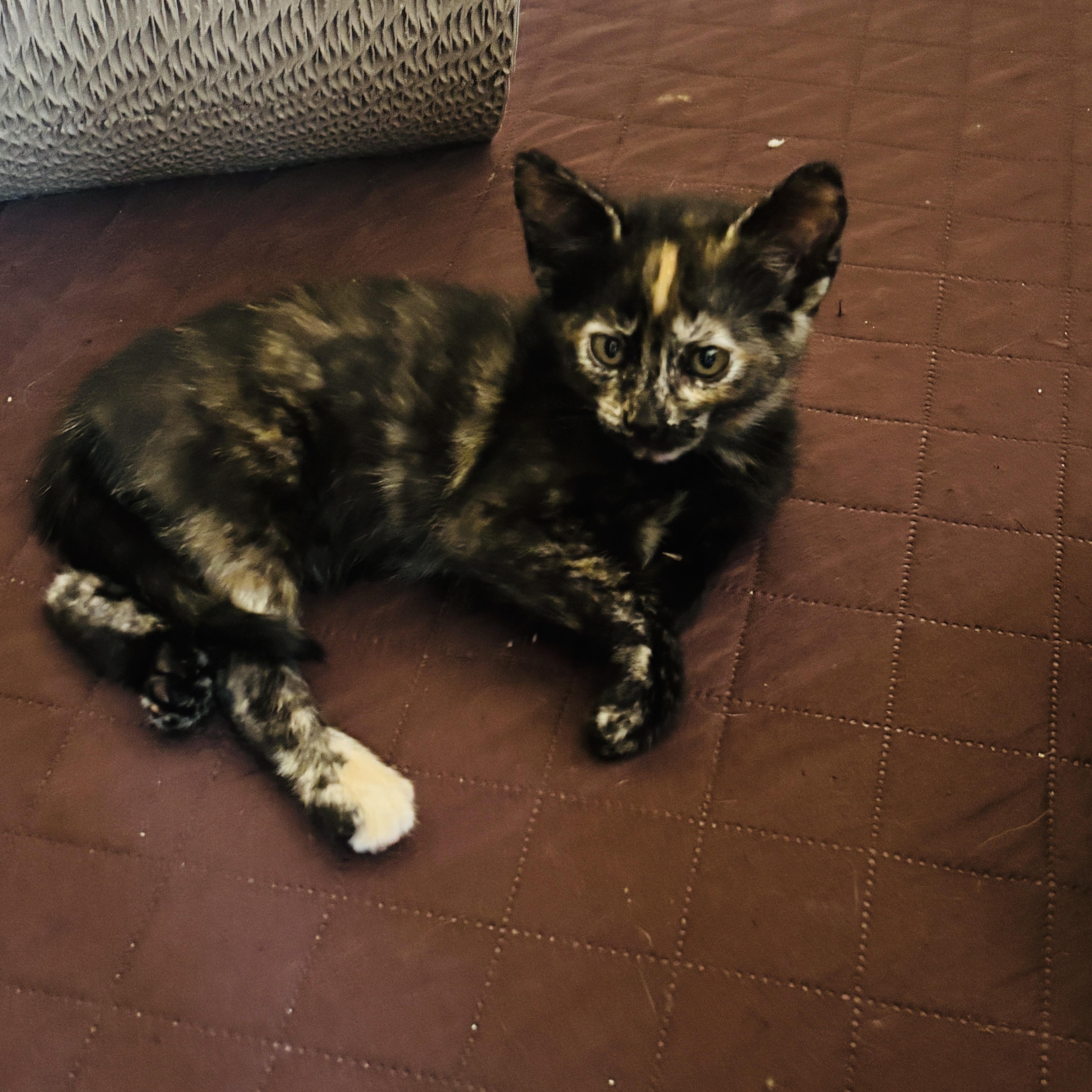 Monkey, an adopted Tortoiseshell in Pinole, CA image 2/4