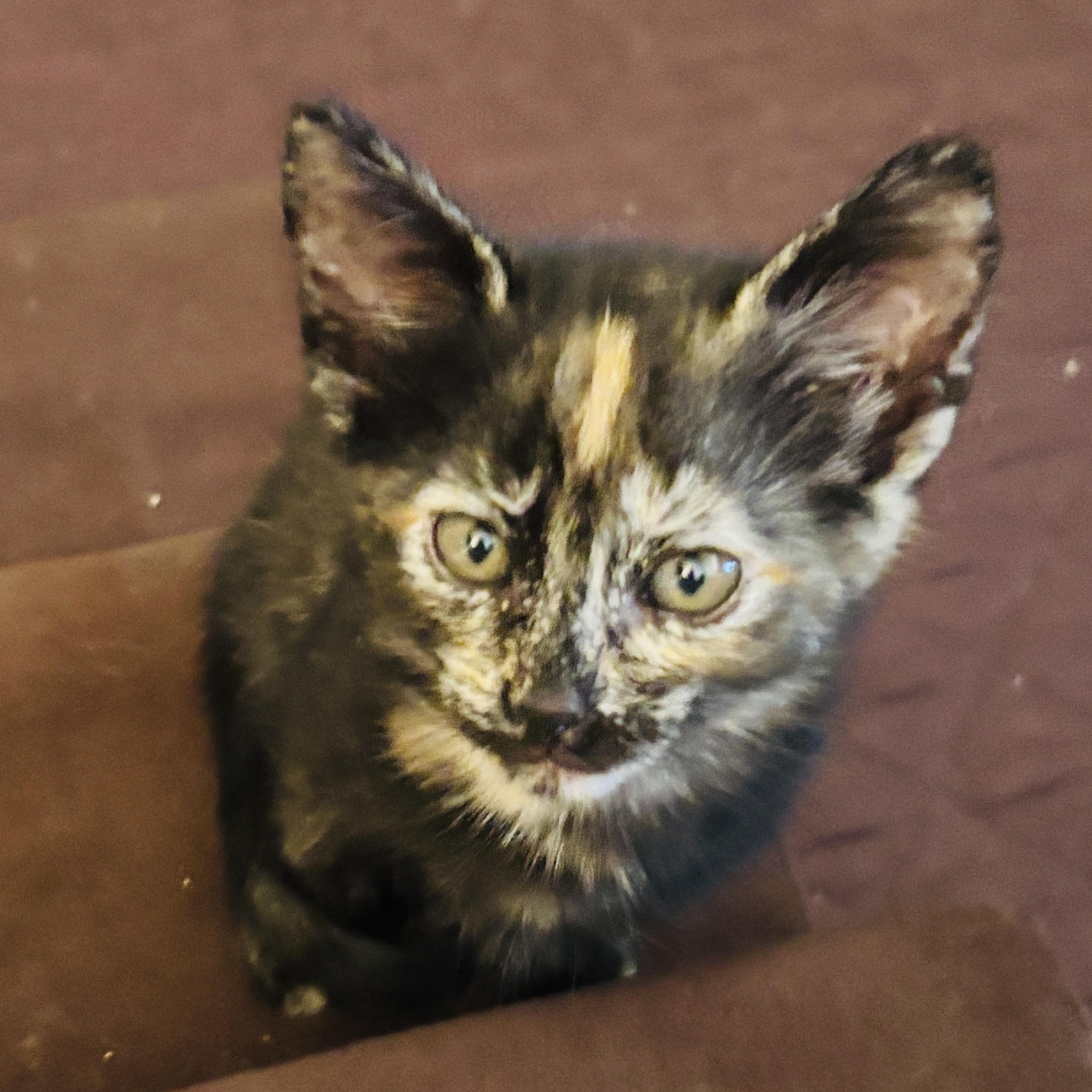 Monkey, adopted, Kitten Female Tortoiseshell.