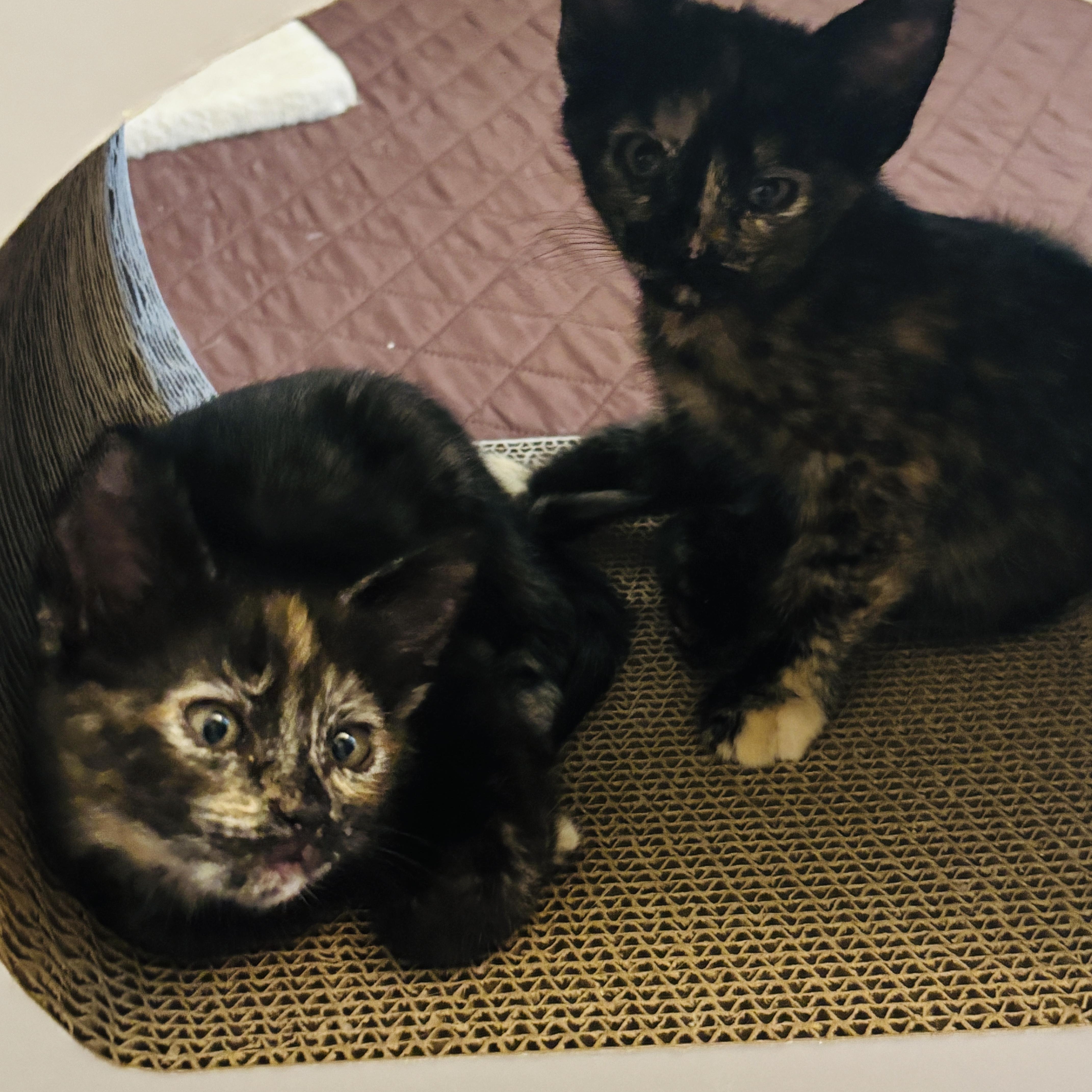 Monkey, an adopted Tortoiseshell in Pinole, CA image 3/4