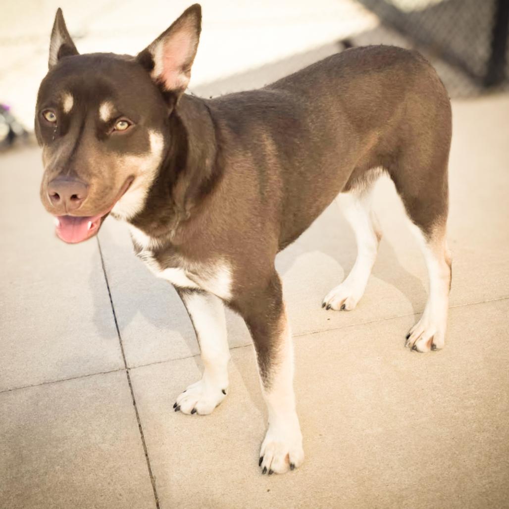 Enlarge Cooper, a Adoptable mixed breed in Norman, OK image 1/2