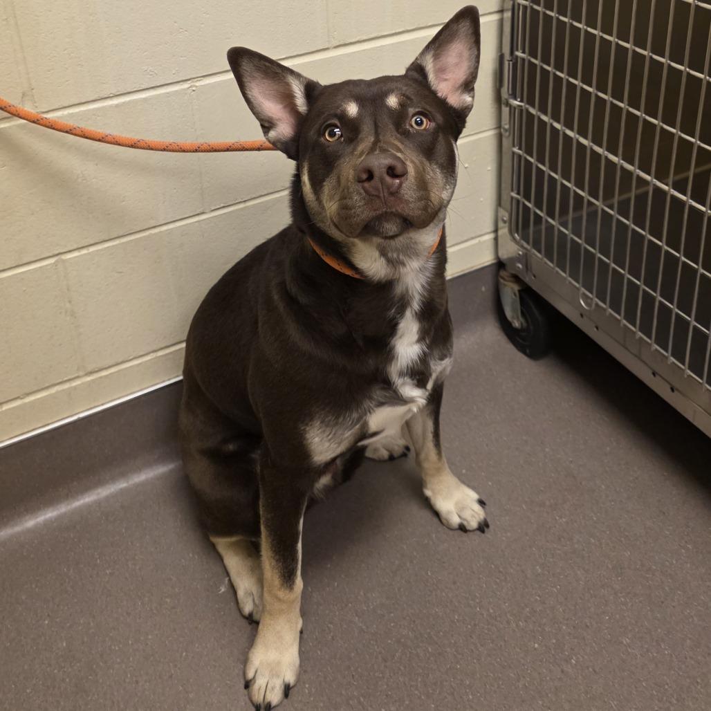 Enlarge Cooper, a Adoptable mixed breed in Norman, OK image 2/2