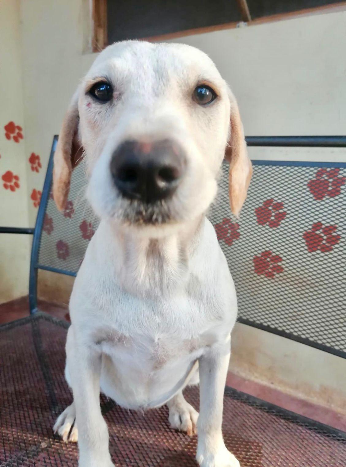 Camila (Foster-to-Adopt), ADOPTABLE, Young Female Terrier.