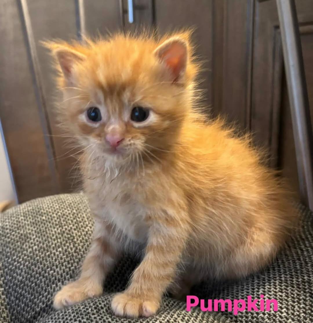 Enlarge Pumpkin, a Adoptable Domestic Short Hair in Macomb, MI image 1/1