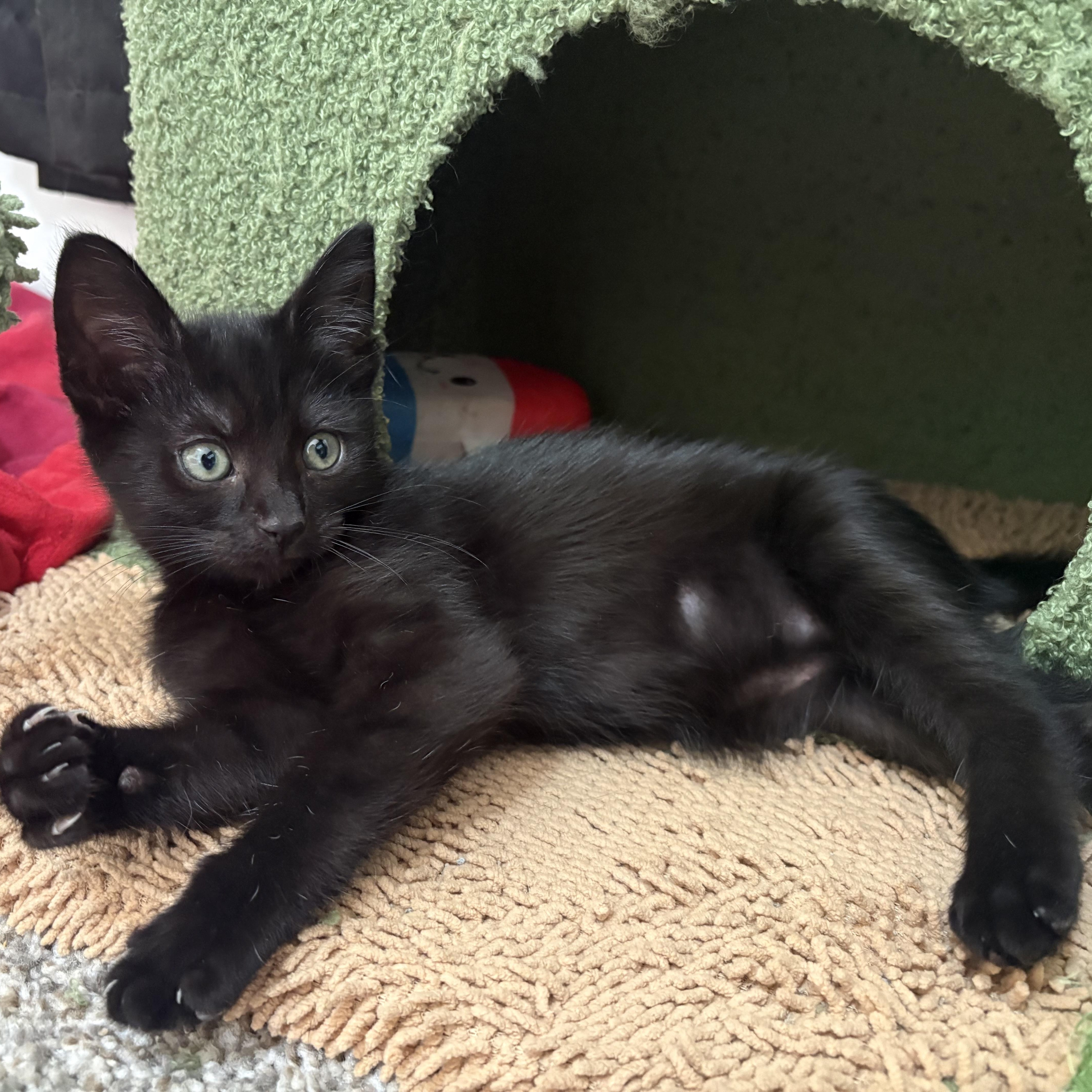 Nyx , ADOPTABLE, Kitten Female Domestic Medium Hair.