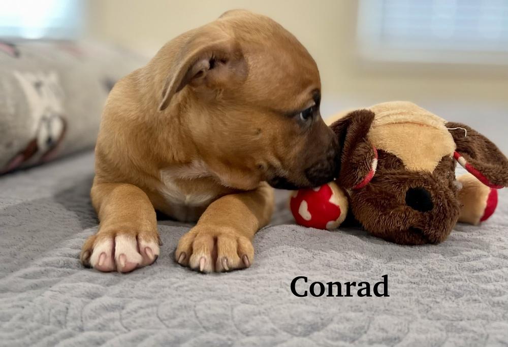 Conrad, Adoptable, Puppy Male Shepherd & Pit Bull Terrier.