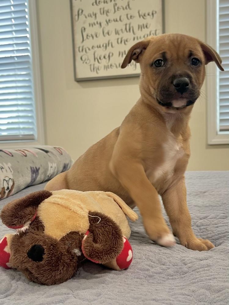 Enlarge Conrad, a Adoptable mixed breed in Greenlawn, NY image 2/4