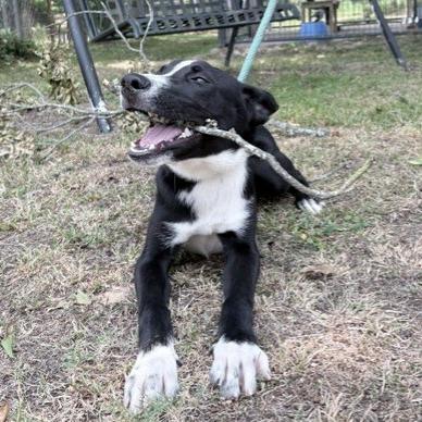 Enlarge Dug, a Adoptable Collie in Tyler, TX image 1/5