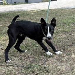 Enlarge Dug, a Adoptable Collie in Tyler, TX image 2/5