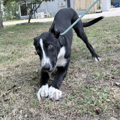 Enlarge Dug, a Adoptable Collie in Tyler, TX image 3/5