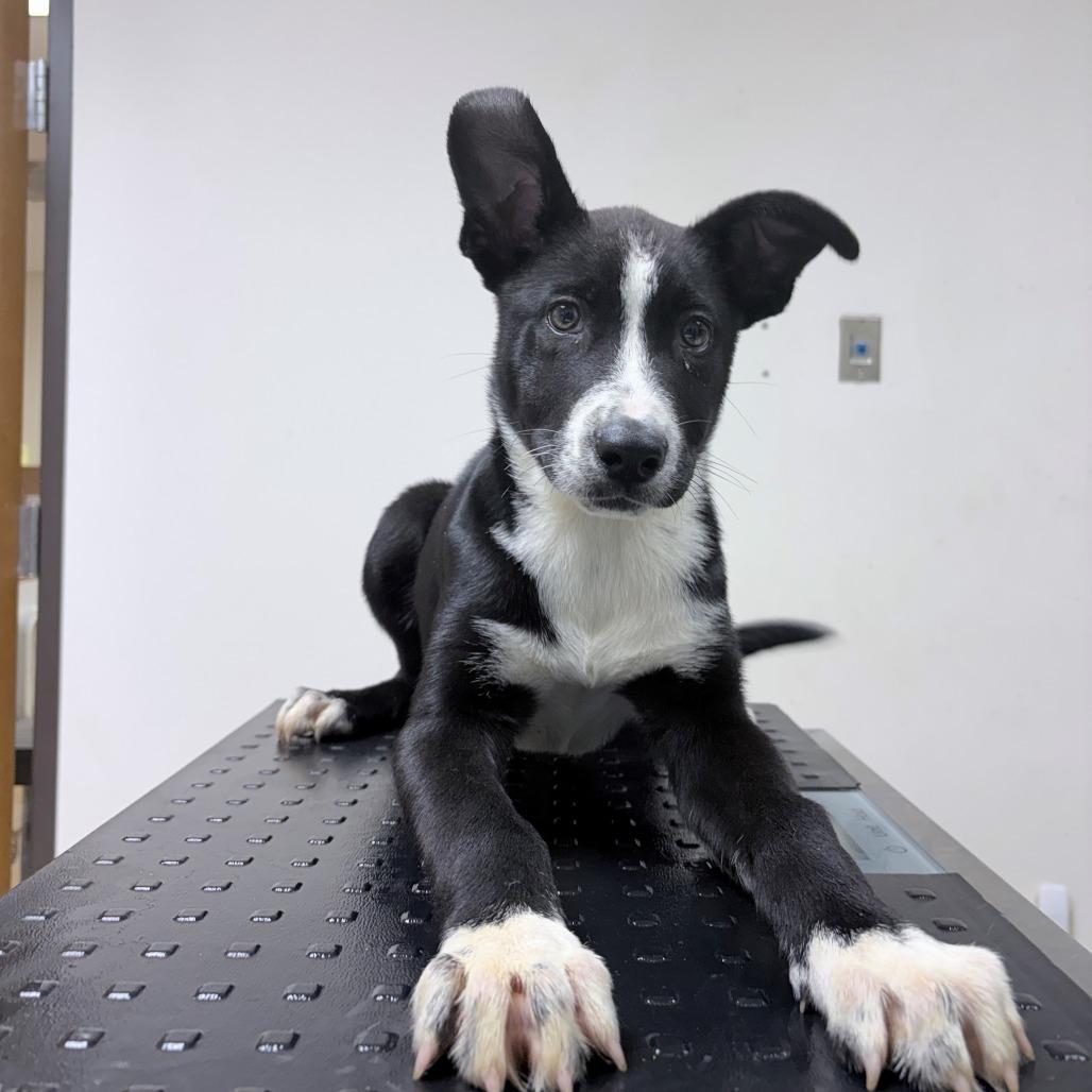 Dug, Adoptable, Puppy Male Collie.