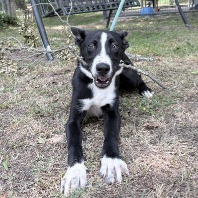 Enlarge Dug, a Adoptable Collie in Tyler, TX image 5/5