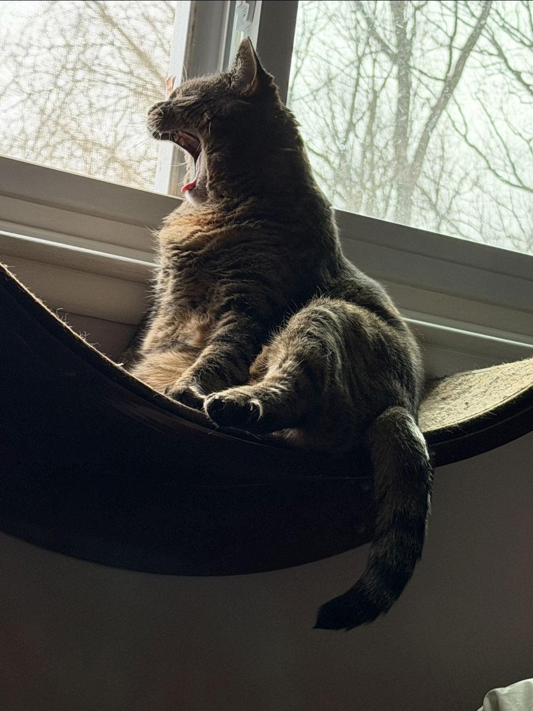 Delilah, Adoptable, Adult Female Domestic Short Hair & Tabby.