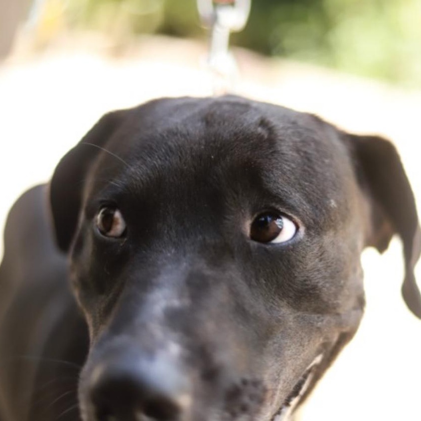 Tego , a ADOPTABLE mixed breed in San Juan, PR image 2/5