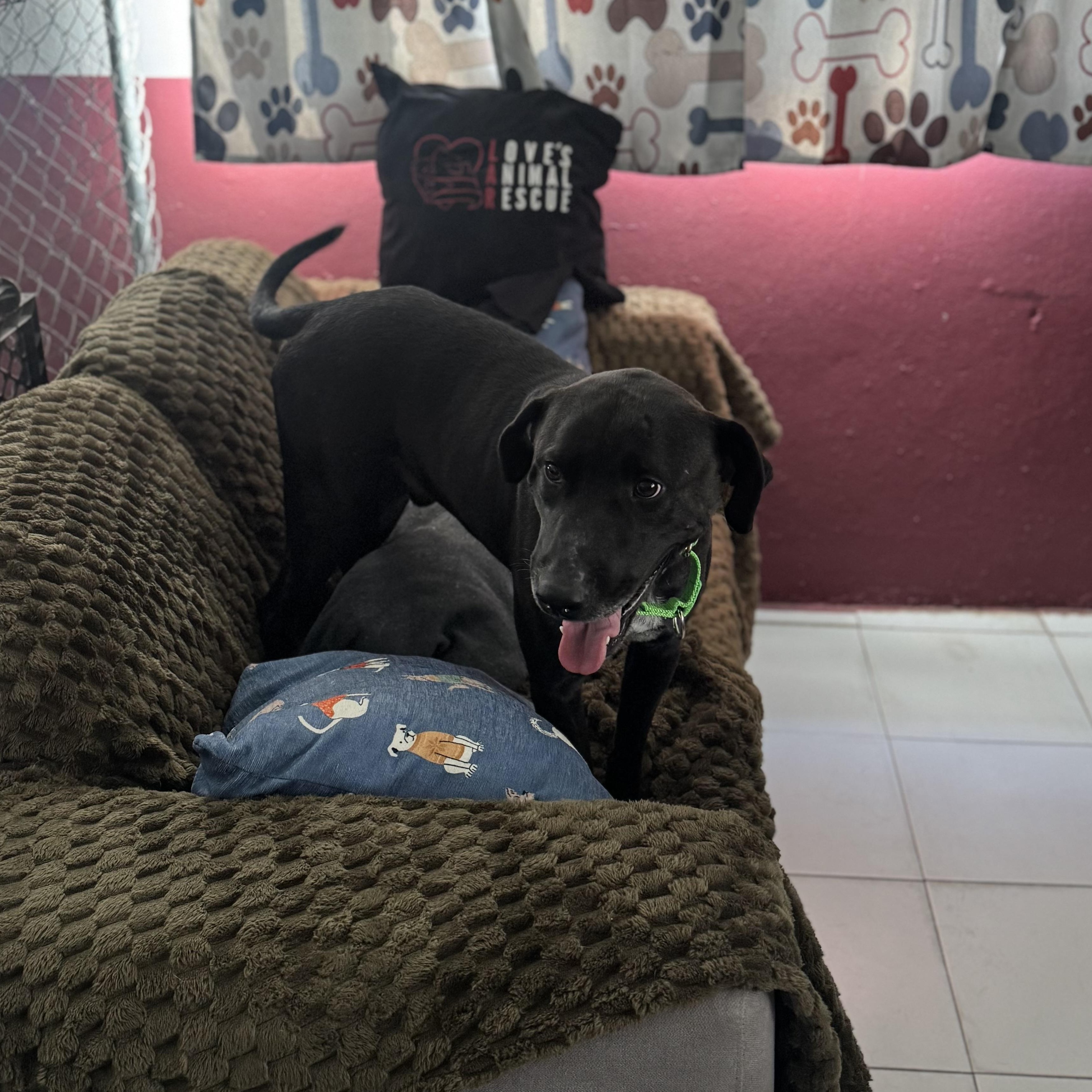 Tego , a ADOPTABLE mixed breed in San Juan, PR image 3/3