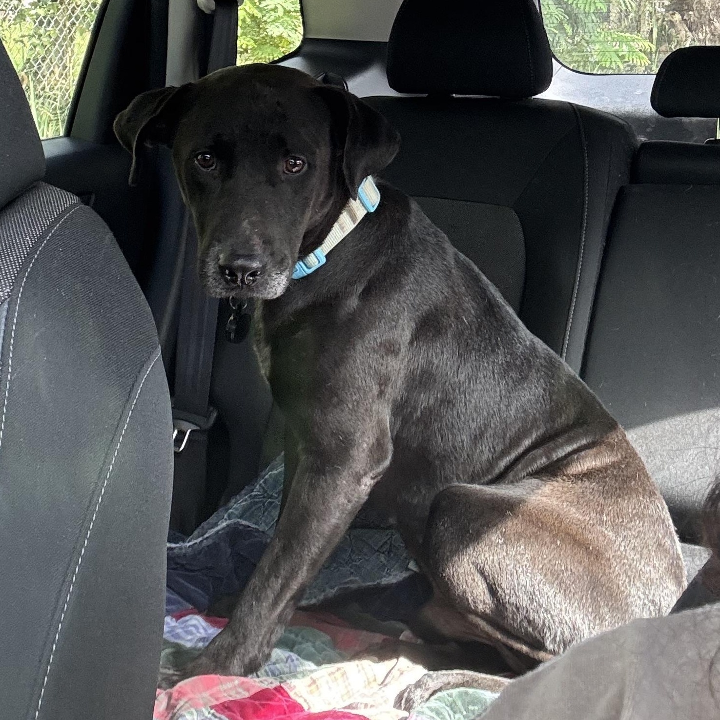 Tego , a ADOPTABLE mixed breed in San Juan, PR image 1/2