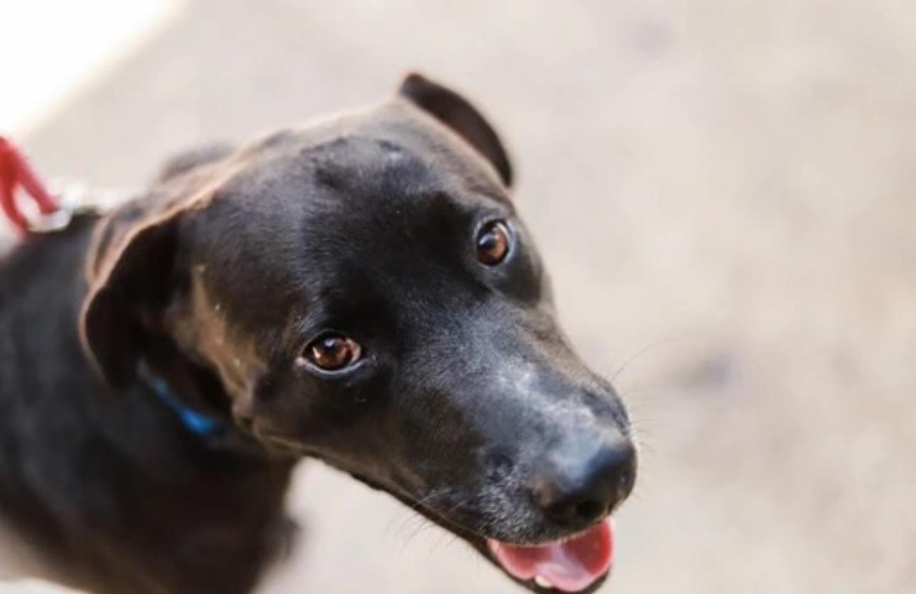 Tego , a ADOPTABLE mixed breed in San Juan, PR image 5/5