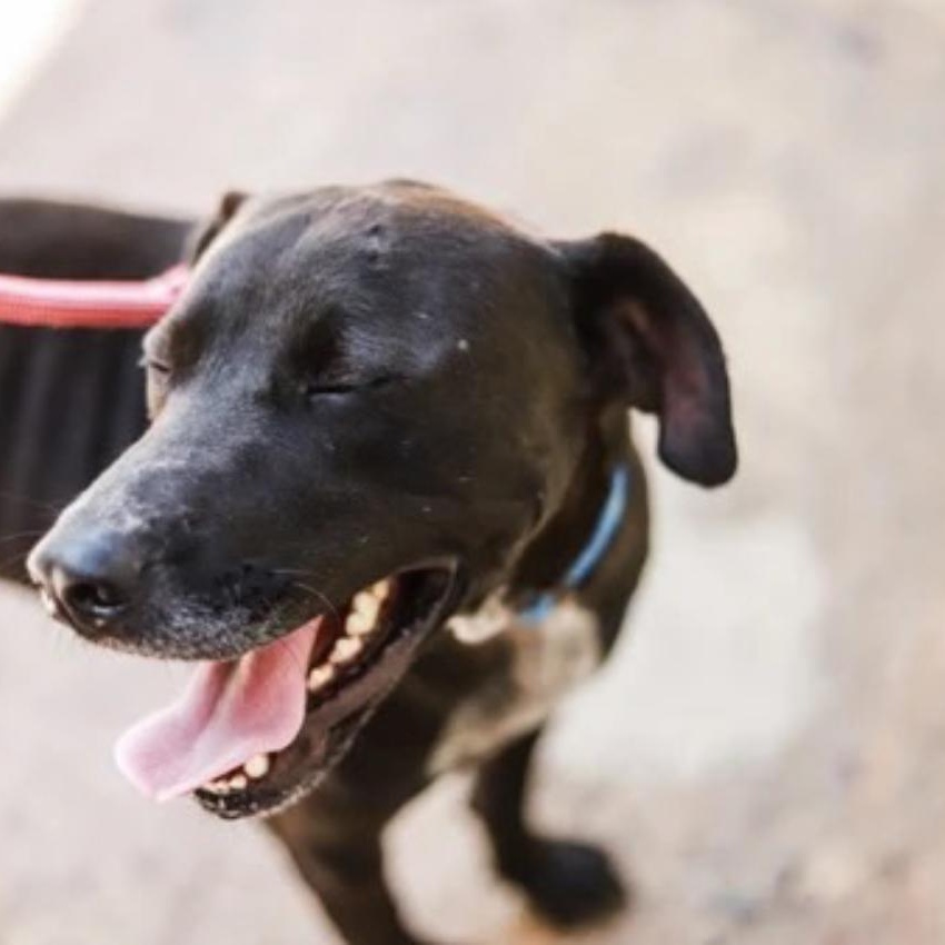 Tego , a ADOPTABLE mixed breed in San Juan, PR image 4/5
