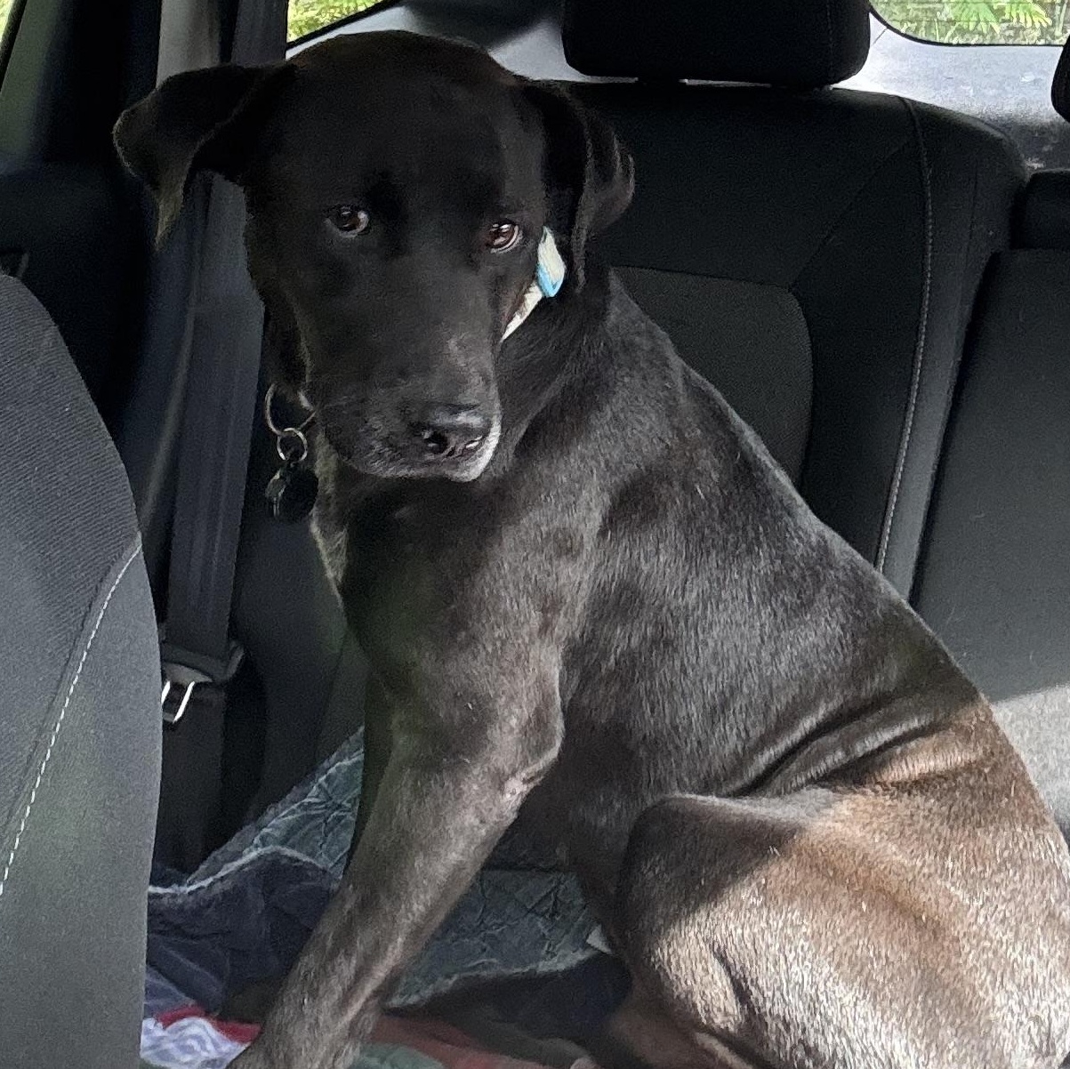 Tego , a ADOPTABLE mixed breed in San Juan, PR image 2/2