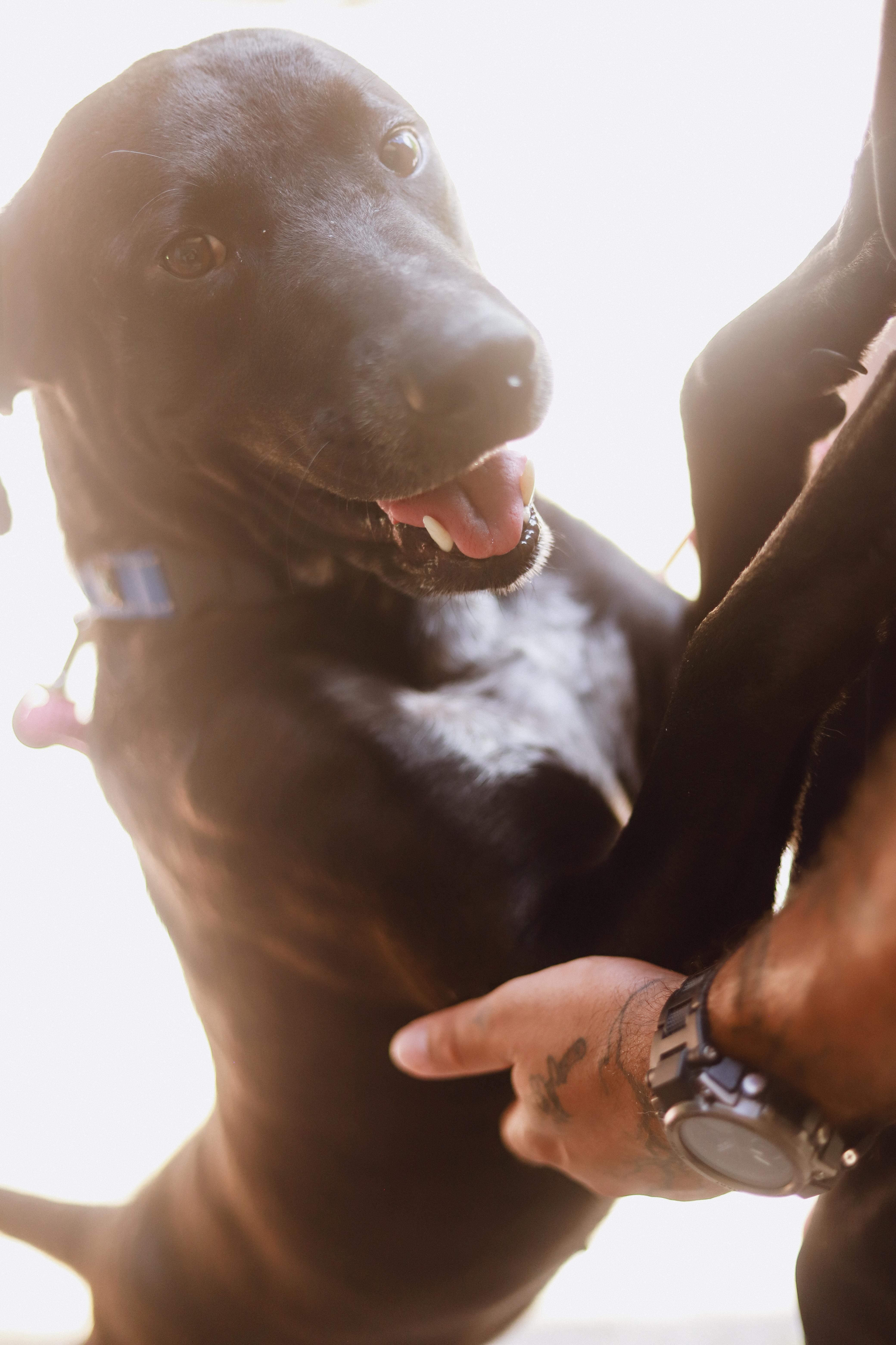 Tego , ADOPTABLE, Adult Male Black Labrador Retriever.