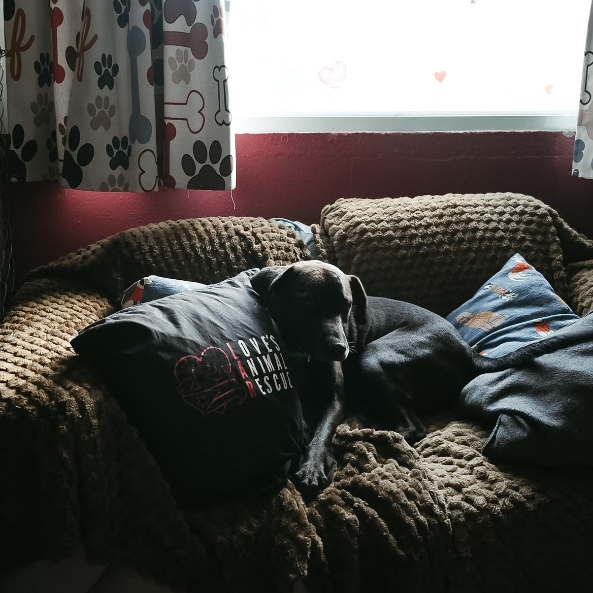 Tego , a ADOPTABLE mixed breed in San Juan, PR image 3/5
