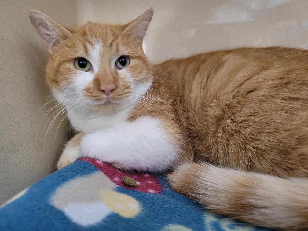 Enlarge Cheeto, a ADOPTABLE Domestic Short Hair in Stillwater, OK image 1/1