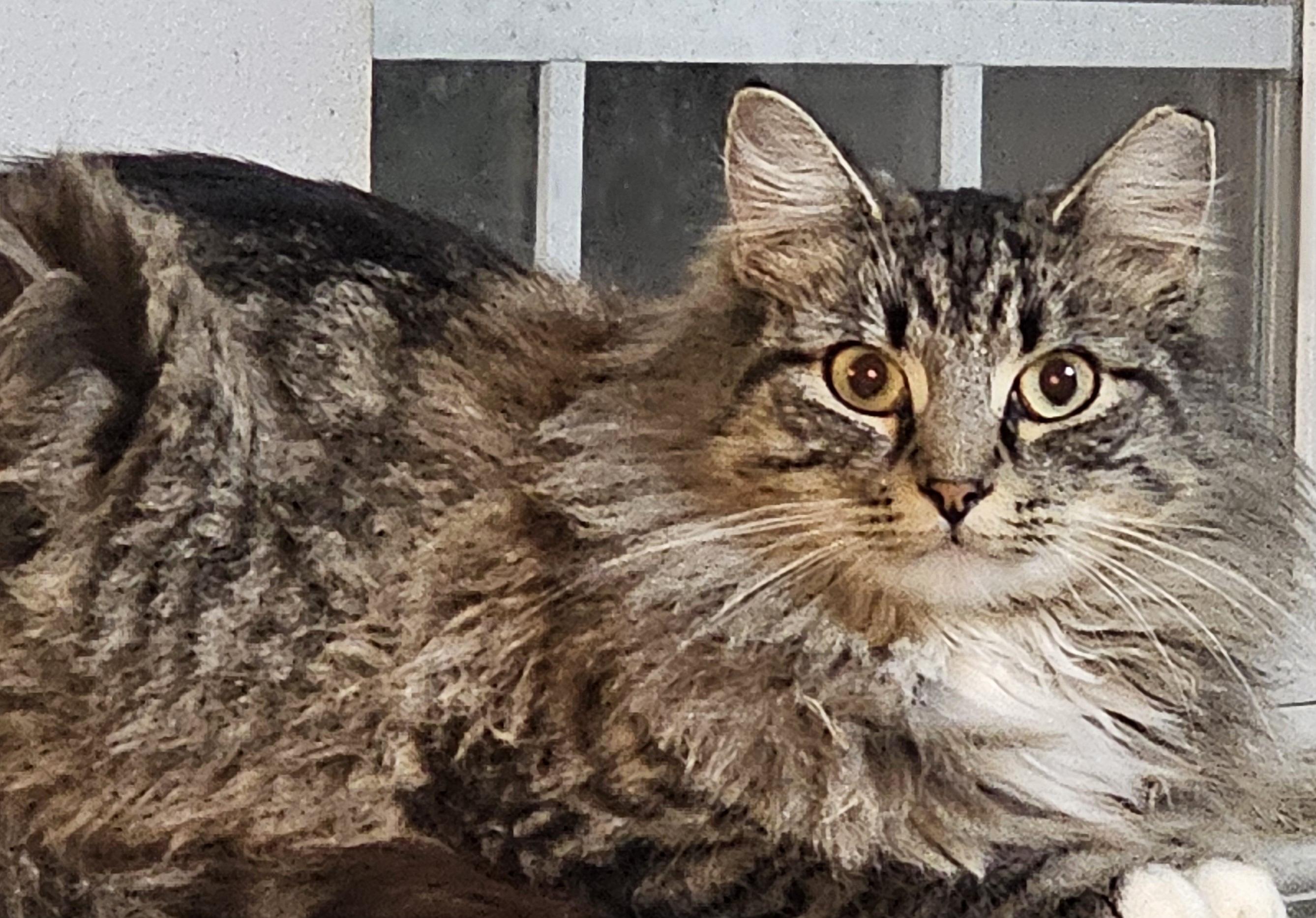 Enlarge Mazie, a Adopted mixed breed in Rockford, IL image 1/3