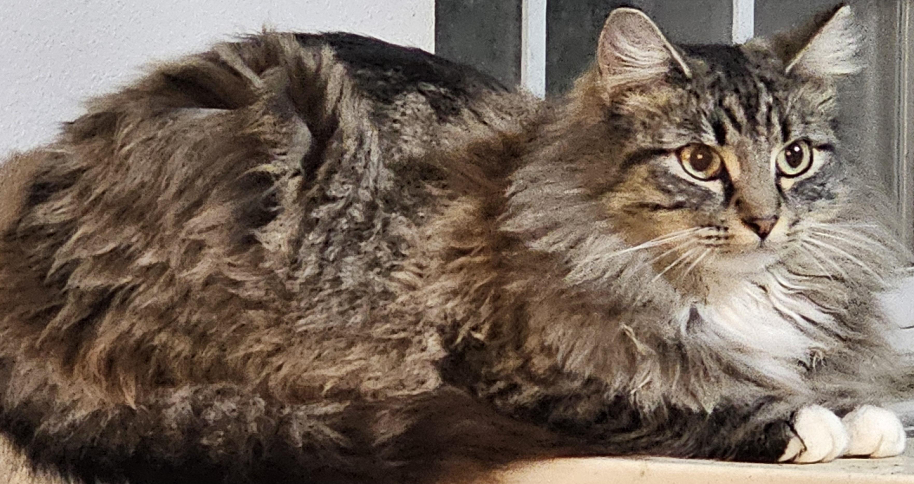 Enlarge Mazie, a Adopted mixed breed in Rockford, IL image 2/3