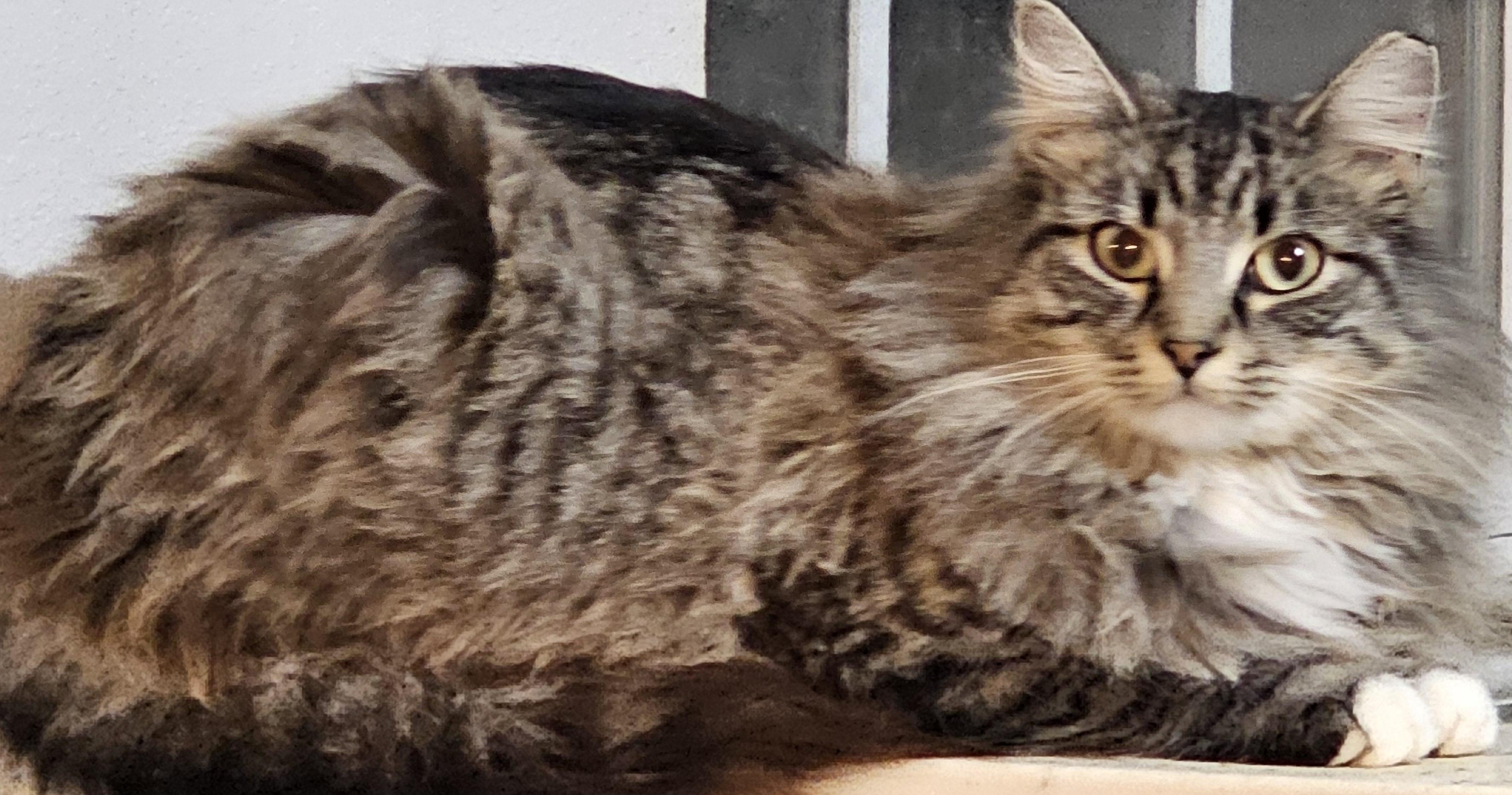 Enlarge Mazie, a Adopted mixed breed in Rockford, IL image 3/3