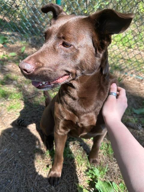 Ellie, Adoptable, Adult Female Labrador Retriever.
