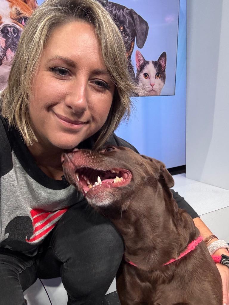 Enlarge Ellie, a Adoptable Labrador Retriever in Little Rock, AR image 2/6