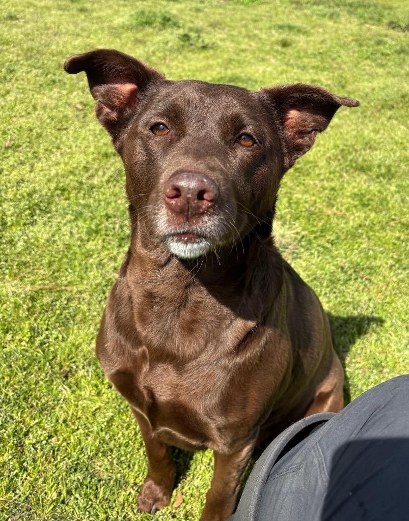 Enlarge Ellie, a Adoptable Labrador Retriever in Little Rock, AR image 3/6