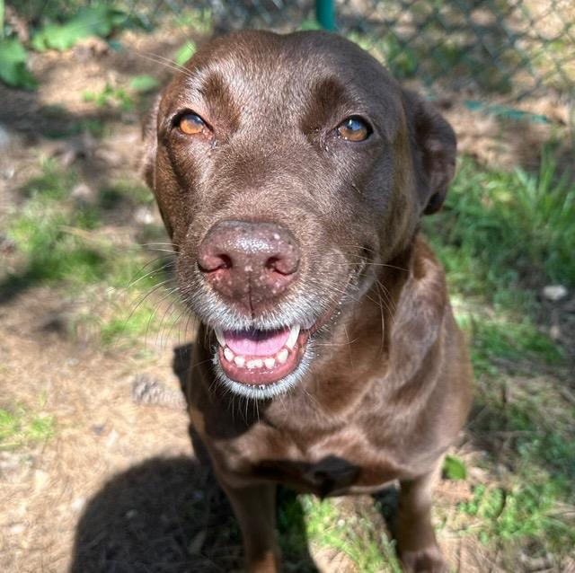 Enlarge Ellie, a Adoptable Labrador Retriever in Little Rock, AR image 5/6