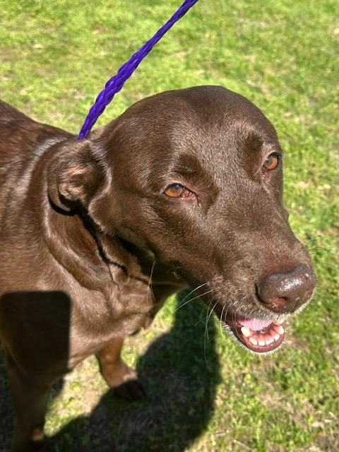 Enlarge Ellie, a Adoptable Labrador Retriever in Little Rock, AR image 6/6