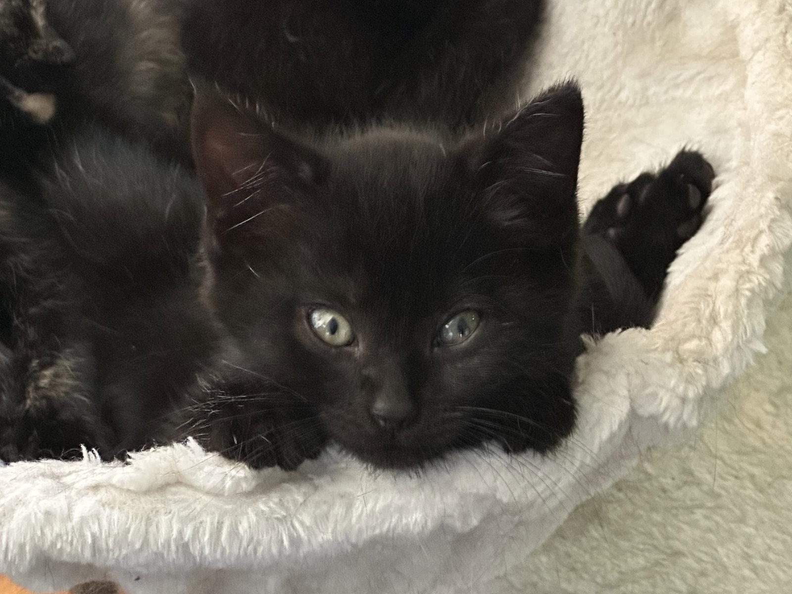 Toffee Nut, Adopted, Young Female Domestic Short Hair.