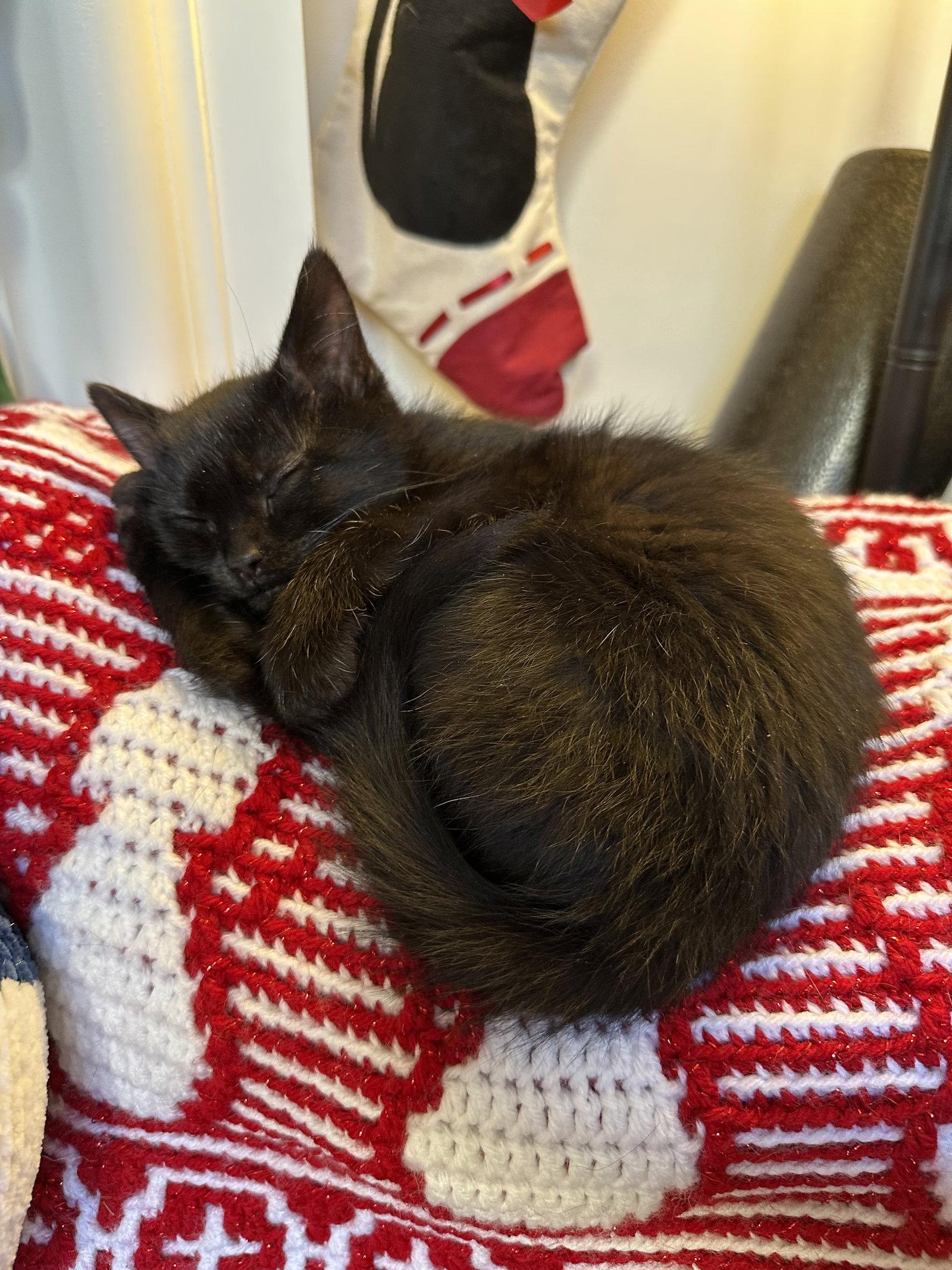 Enlarge Toffee Nut, a Adopted Domestic Short Hair in Cary, NC image 2/3