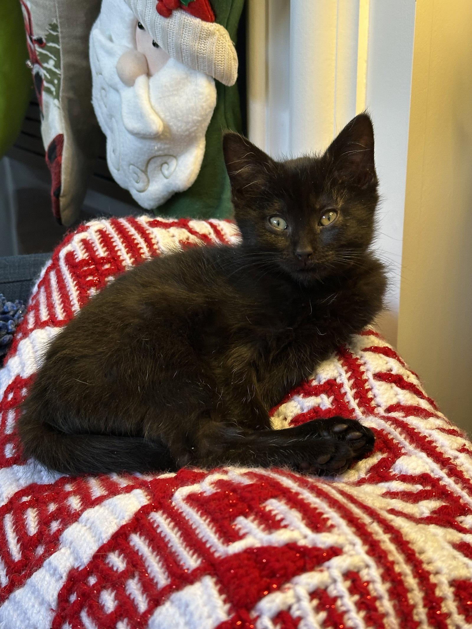 Enlarge Toffee Nut, a Adopted Domestic Short Hair in Cary, NC image 3/3