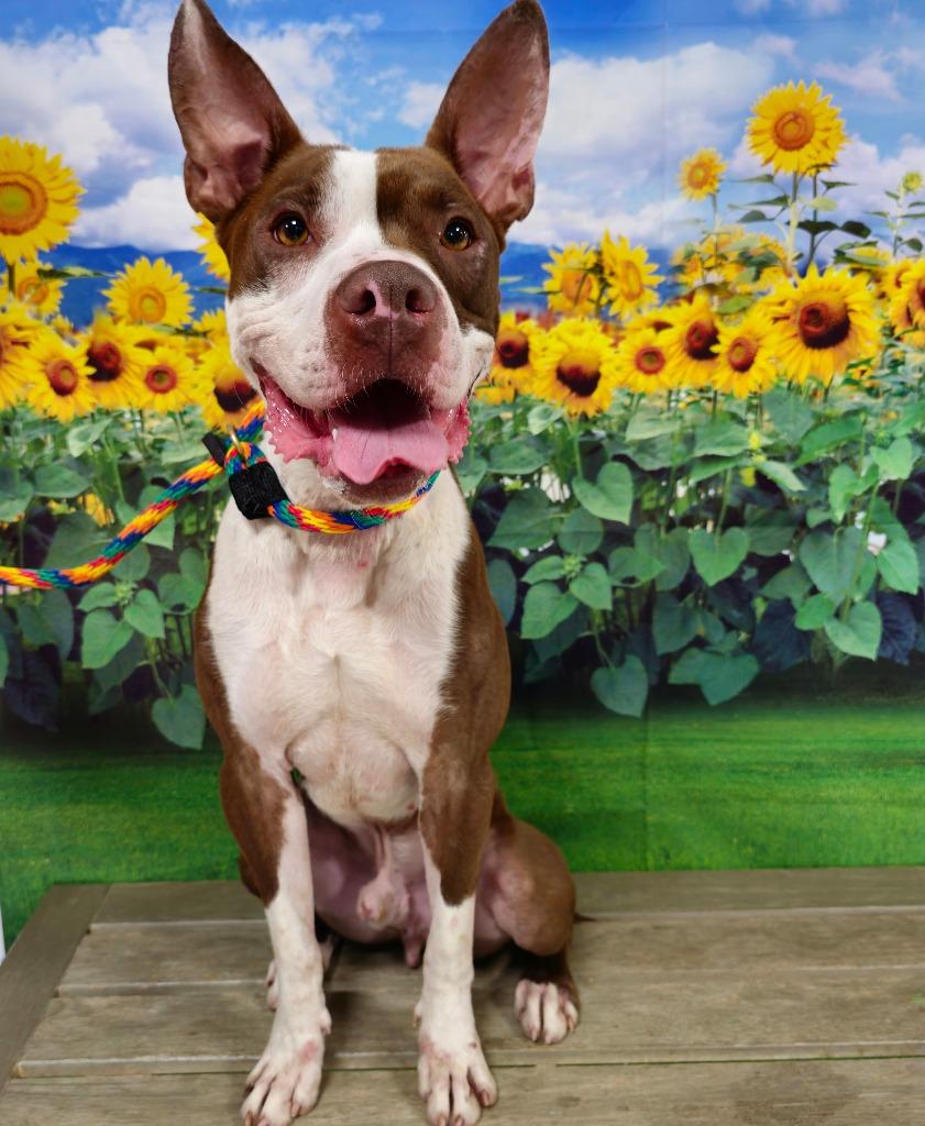 Rooster, Adoptable, Young Male Terrier.