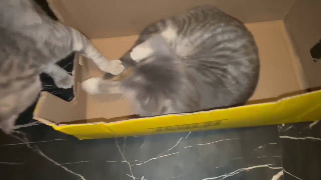 Enlarge Moonbeam, a ADOPTABLE Domestic Short Hair in Piscataway, NJ video 2/2