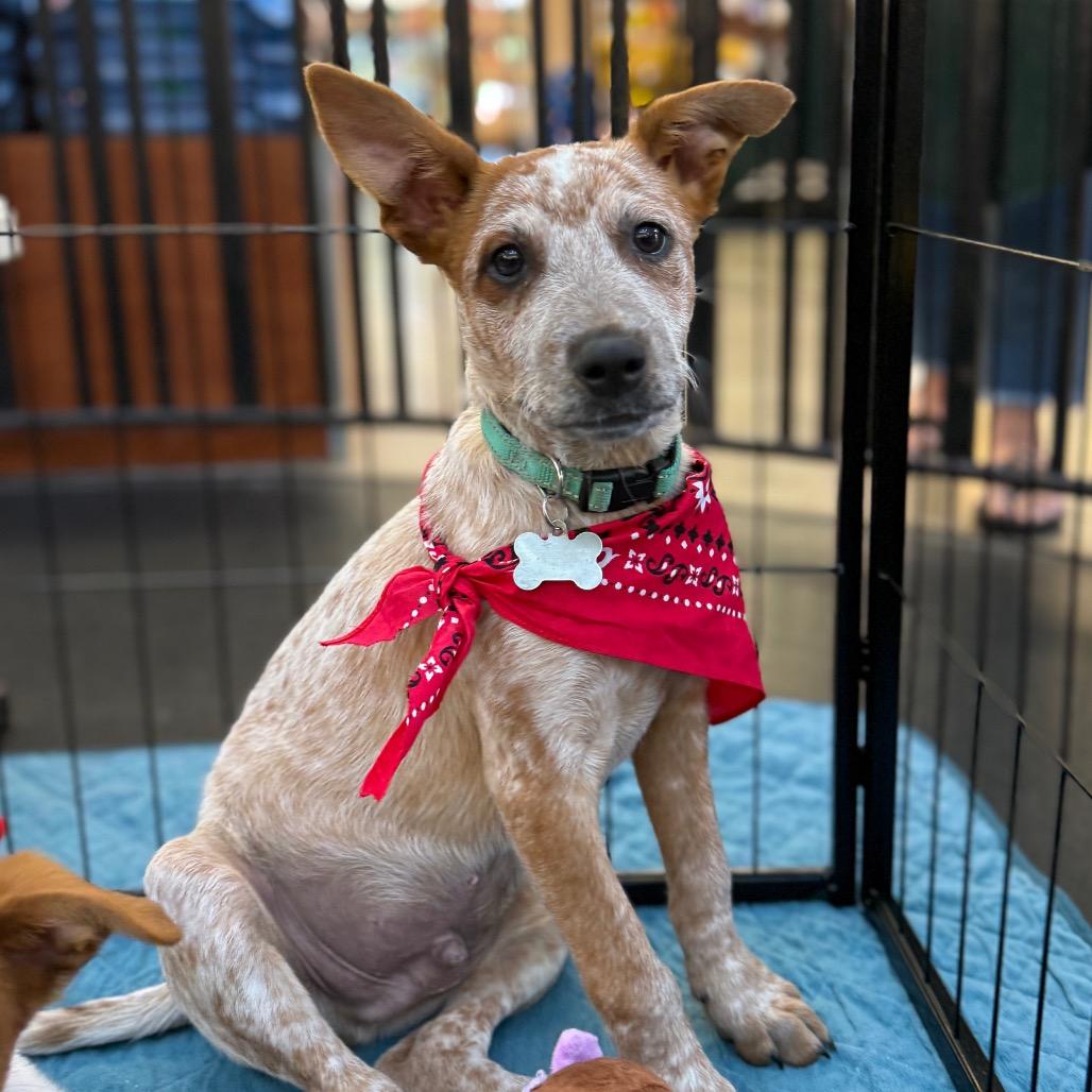 Wilder, Adoptable, Puppy Male Cattle Dog.