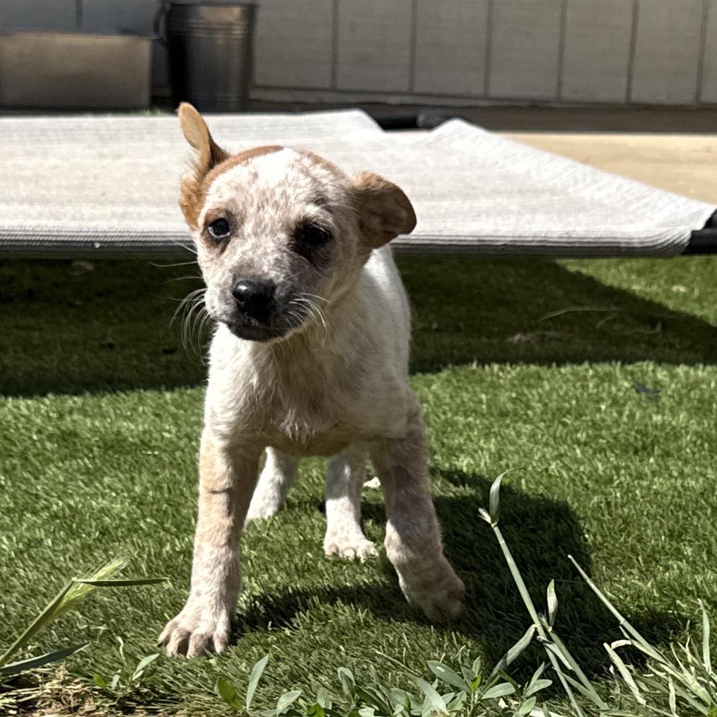 Wilder, Adoptable, Puppy Male Cattle Dog.