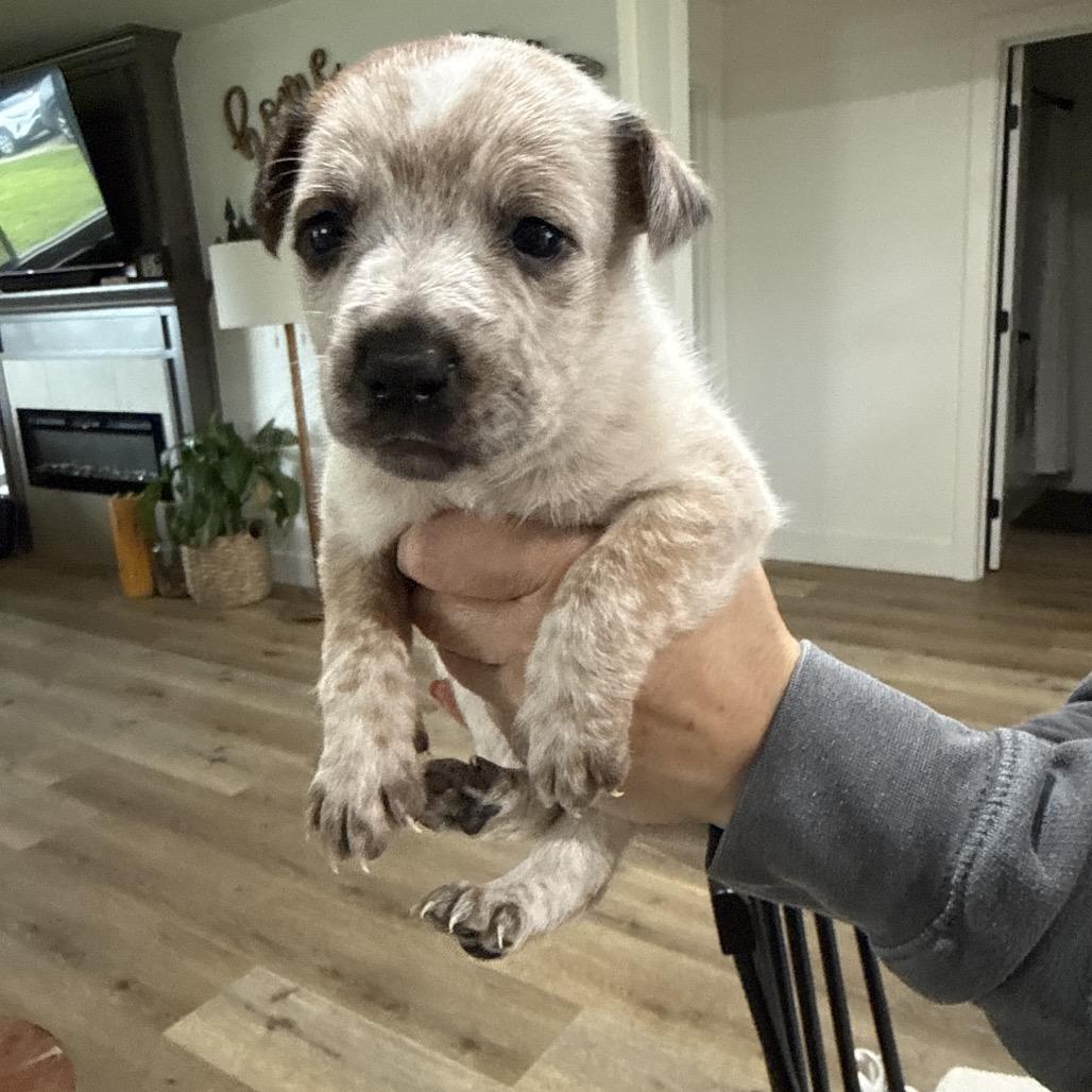 Enlarge Wilder, a Adoptable Cattle Dog in Sacramento, CA image 2/3