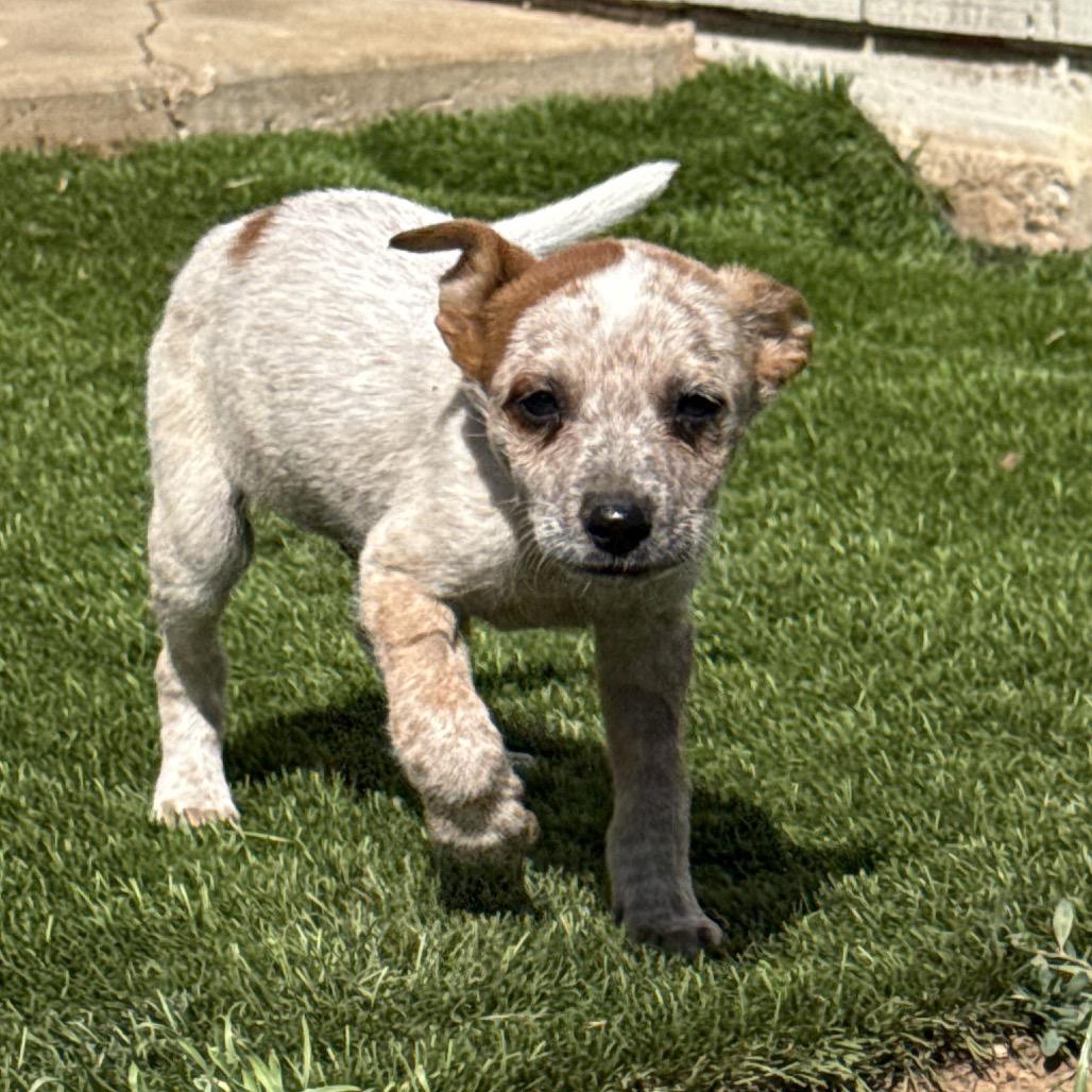Enlarge Wilder, a Adoptable Cattle Dog in Sacramento, CA image 3/3