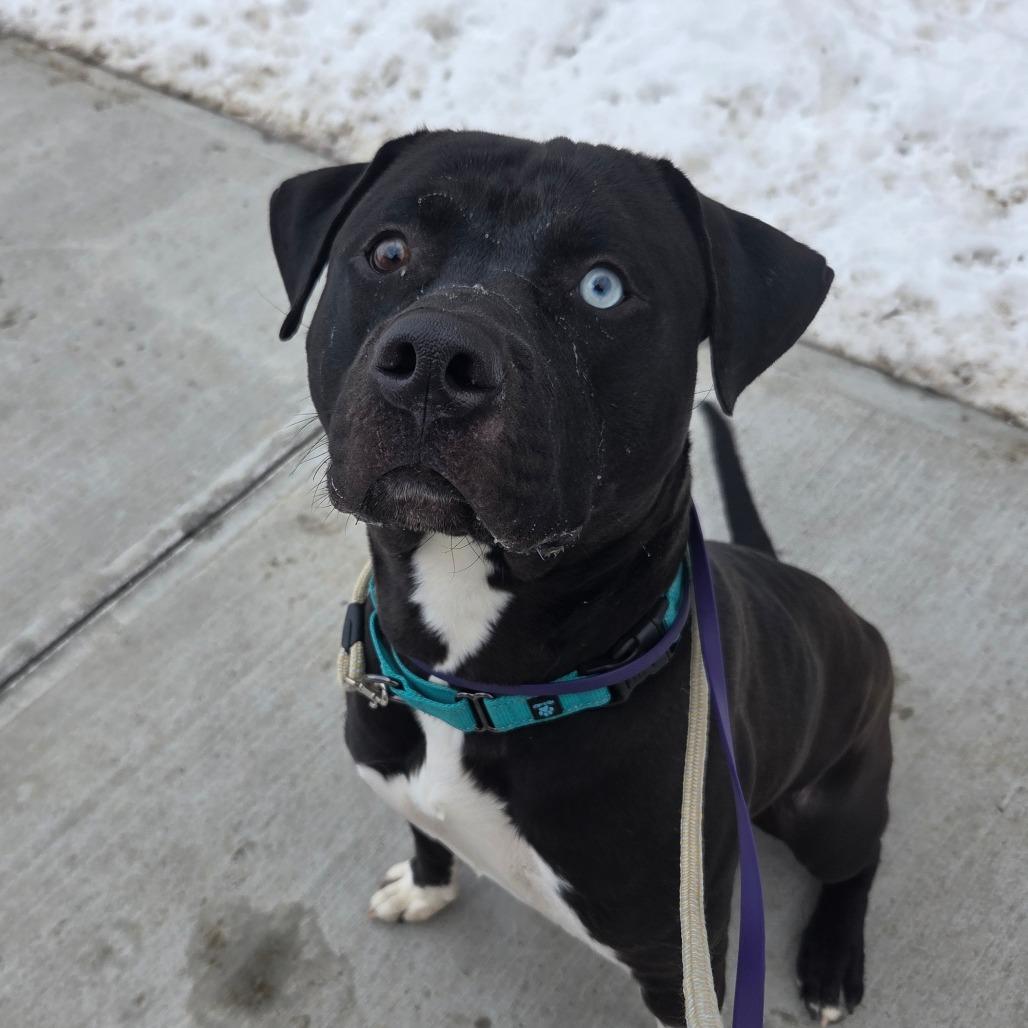 Enlarge Dalinar, a Adoptable mixed breed in Ballston Spa, NY image 1/5