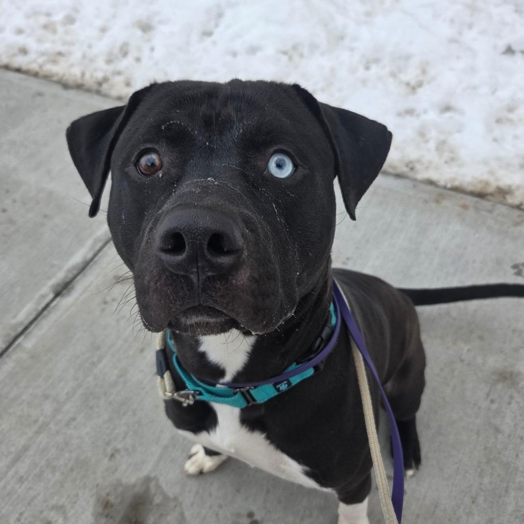 Enlarge Dalinar, a Adoptable mixed breed in Ballston Spa, NY image 2/5