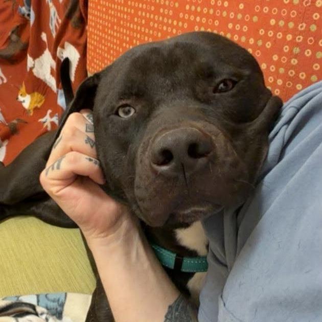 Enlarge Dalinar, a Adoptable mixed breed in Ballston Spa, NY image 3/6