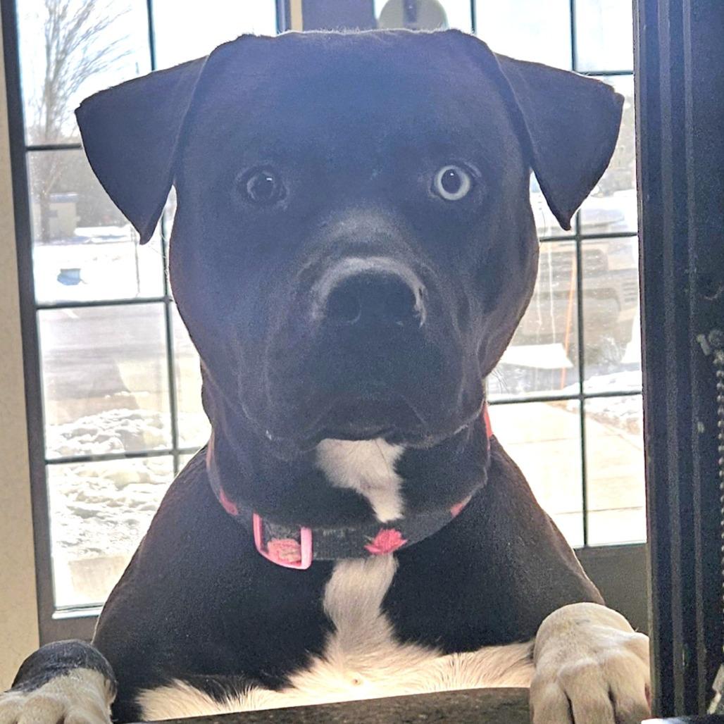 Enlarge Dalinar, a Adoptable mixed breed in Ballston Spa, NY image 3/5