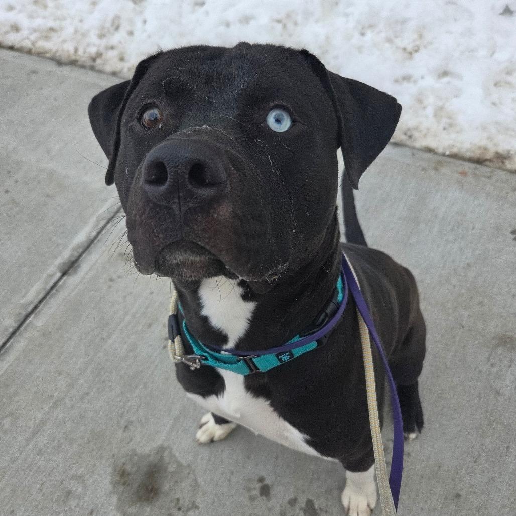 Enlarge Dalinar, a Adoptable mixed breed in Ballston Spa, NY image 4/5